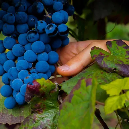 Villa Quinta Do Tapadinho - Wine & Tourism à Moimenta Extérieur photo