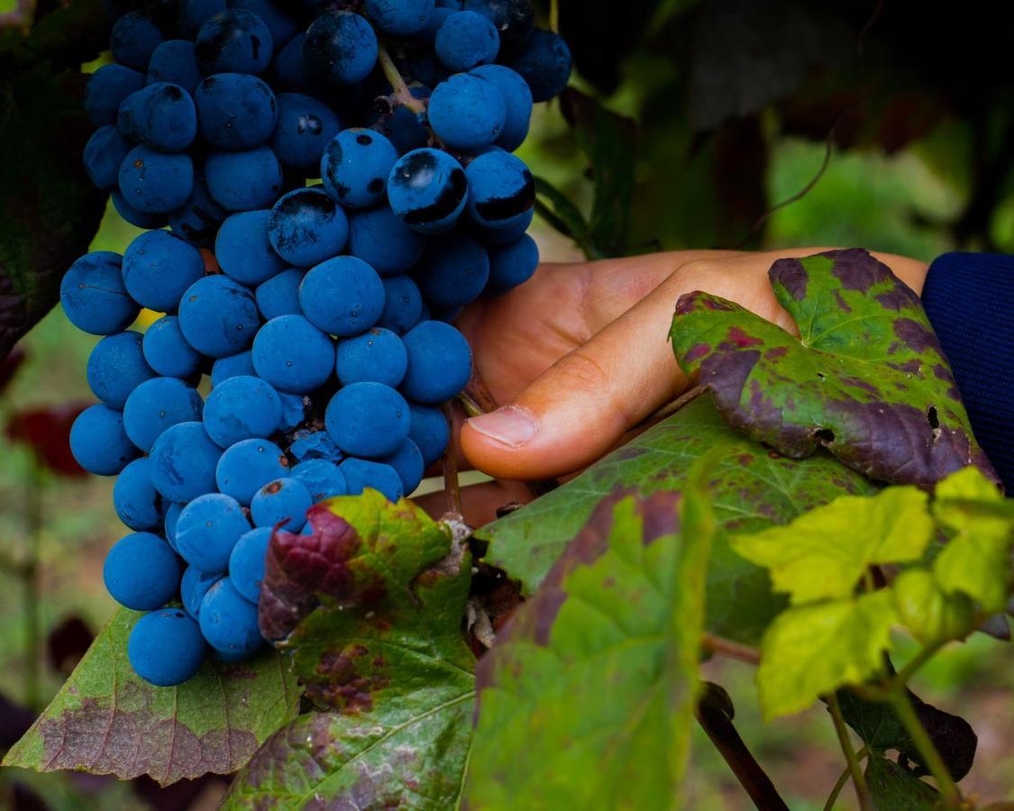 Villa Quinta Do Tapadinho - Wine & Tourism Moimenta